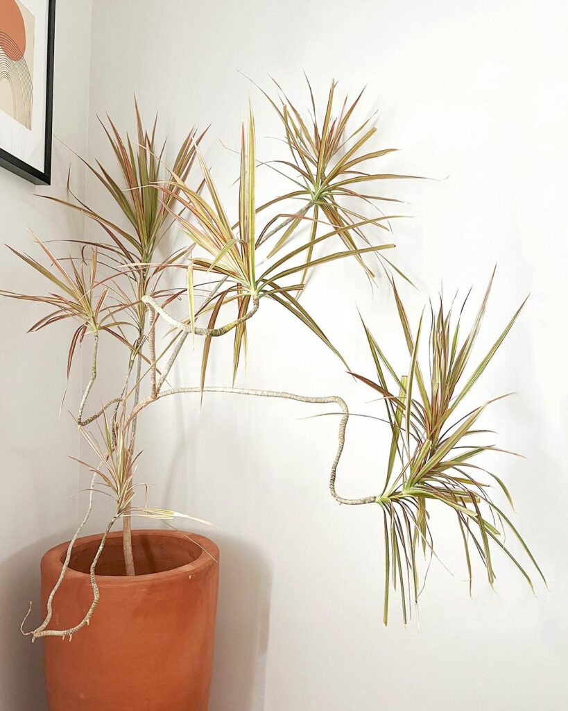 Dracaena marginata: A Versatilidade do Dragoeiro de Madagascar em Ambientes Internos