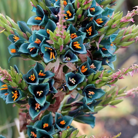De origem Chilena, a Puya alpestris impressiona com sua inflorescência azul-turquesa.