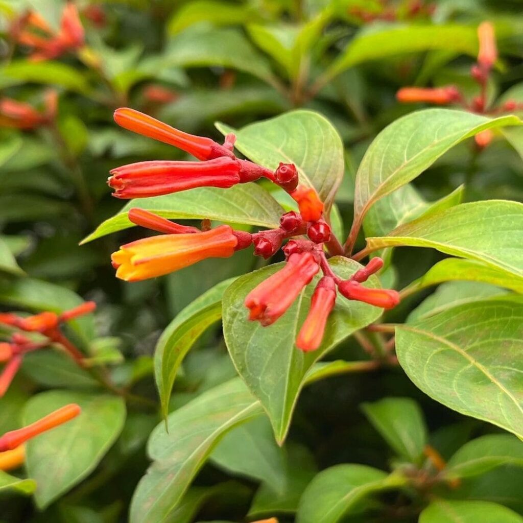 Conheça a Amélia de Folhas Douradas (Hamelia patens), um espetáculo da natureza.
