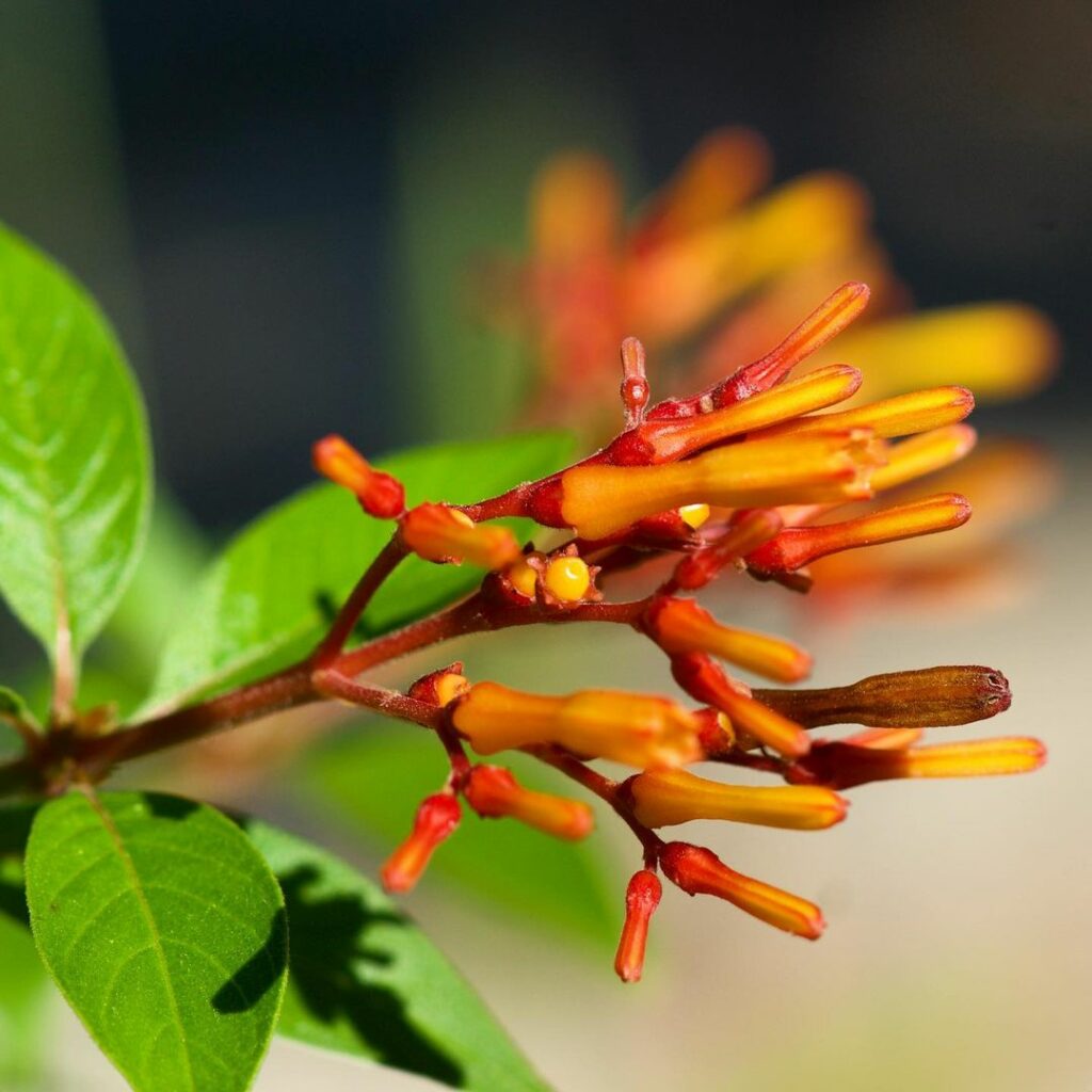 Conheça a Amélia de Folhas Douradas (Hamelia patens), um espetáculo da natureza.