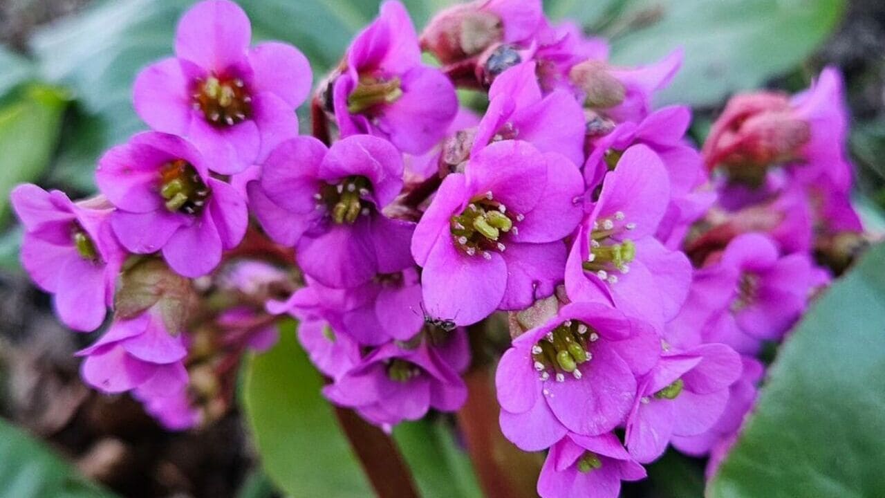 bergenia