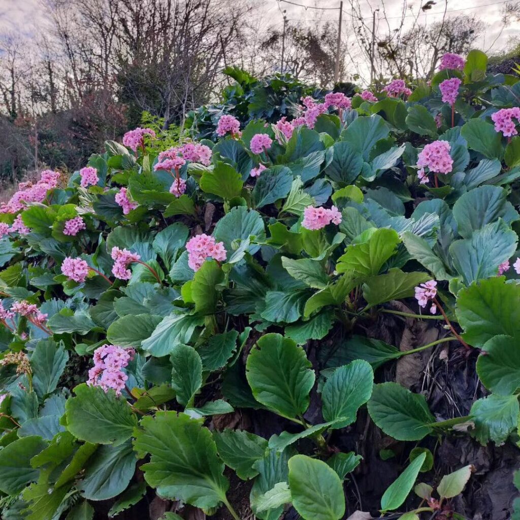Bergenia: Beleza e Resistência para Embelezar Jardins