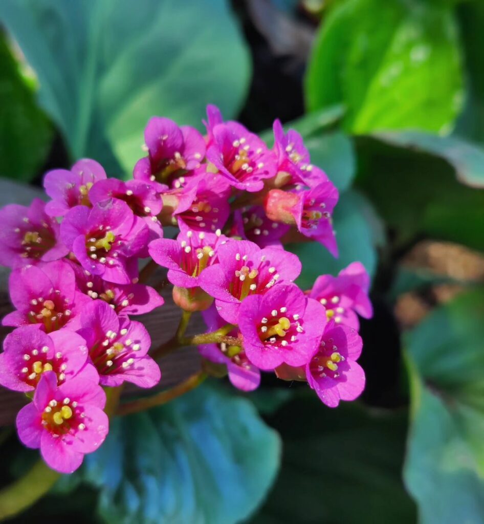 Bergenia: Beleza e Resistência para Embelezar Jardins