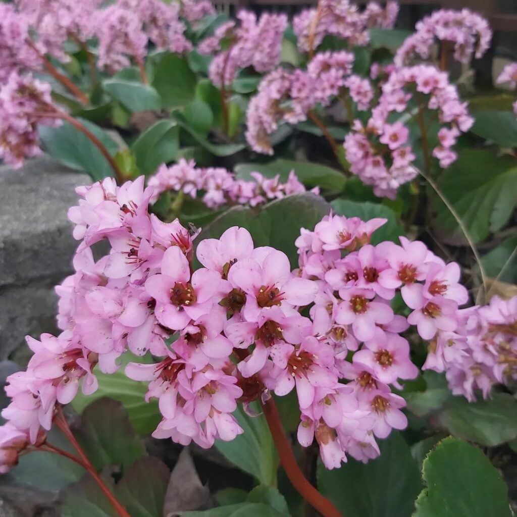 Bergenia: Beleza e Resistência para Embelezar Jardins