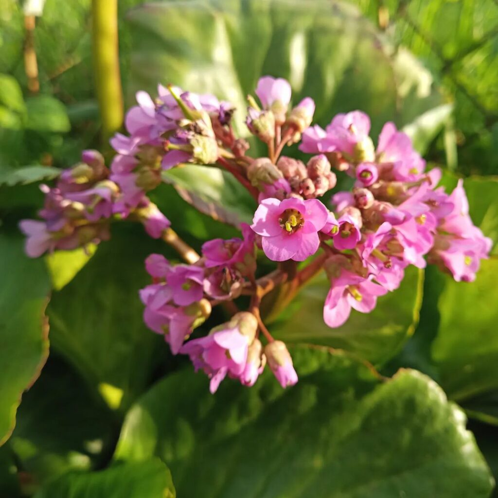Bergenia: Beleza e Resistência para Embelezar Jardins