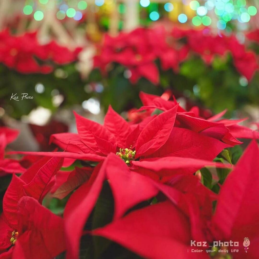 5 Flores que iluminam dezembro em casa e no jardim