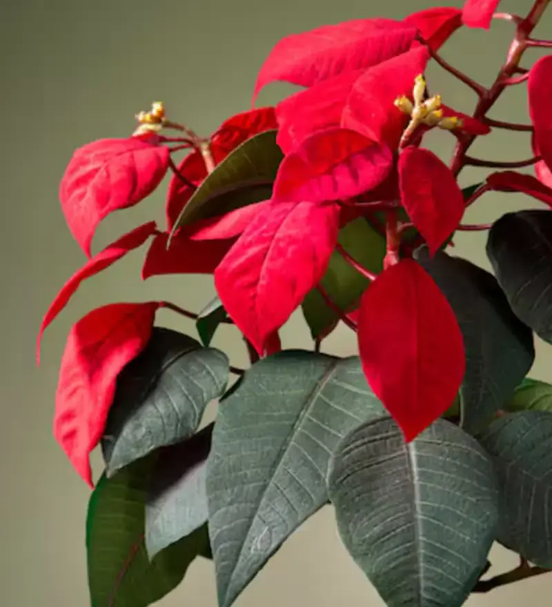 Bico-de-papagaio: a planta natalina que transforma qualquer ambiente