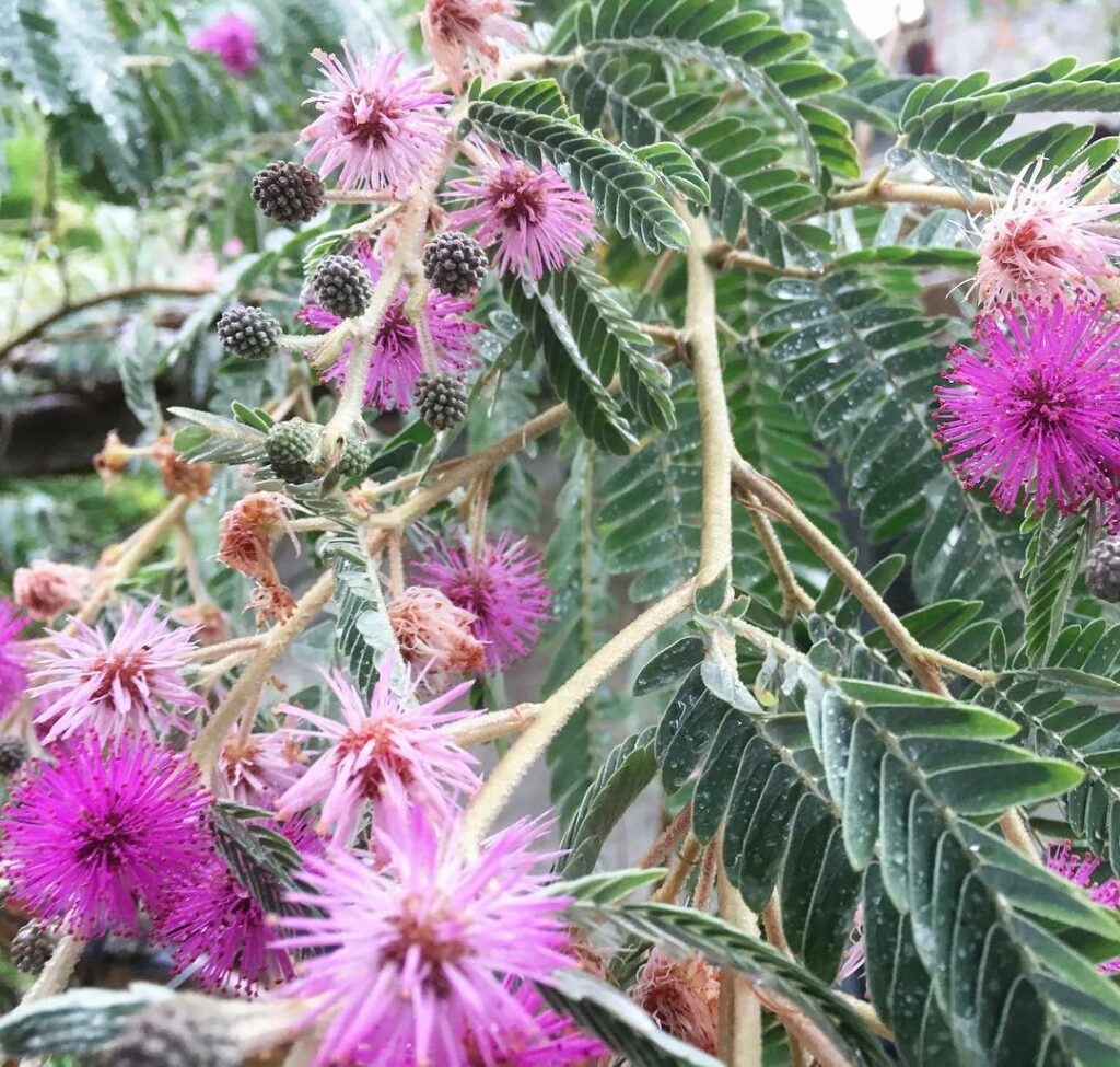 Bracatinga-rósea: A Graça da Mimosa flocculosa; Características e cultivo.