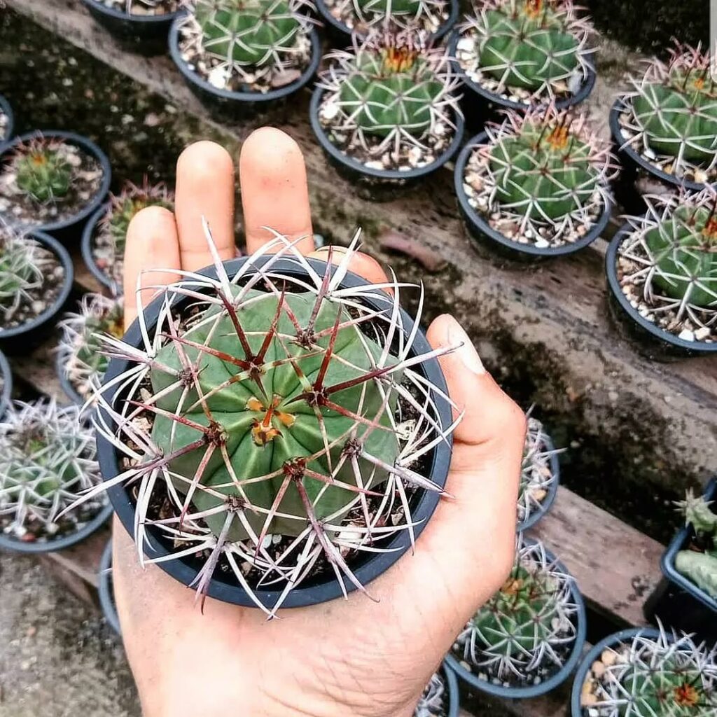 Ganhou um cacto coroa-de-frade e não sabe como cuidar? Aprenda aqui!