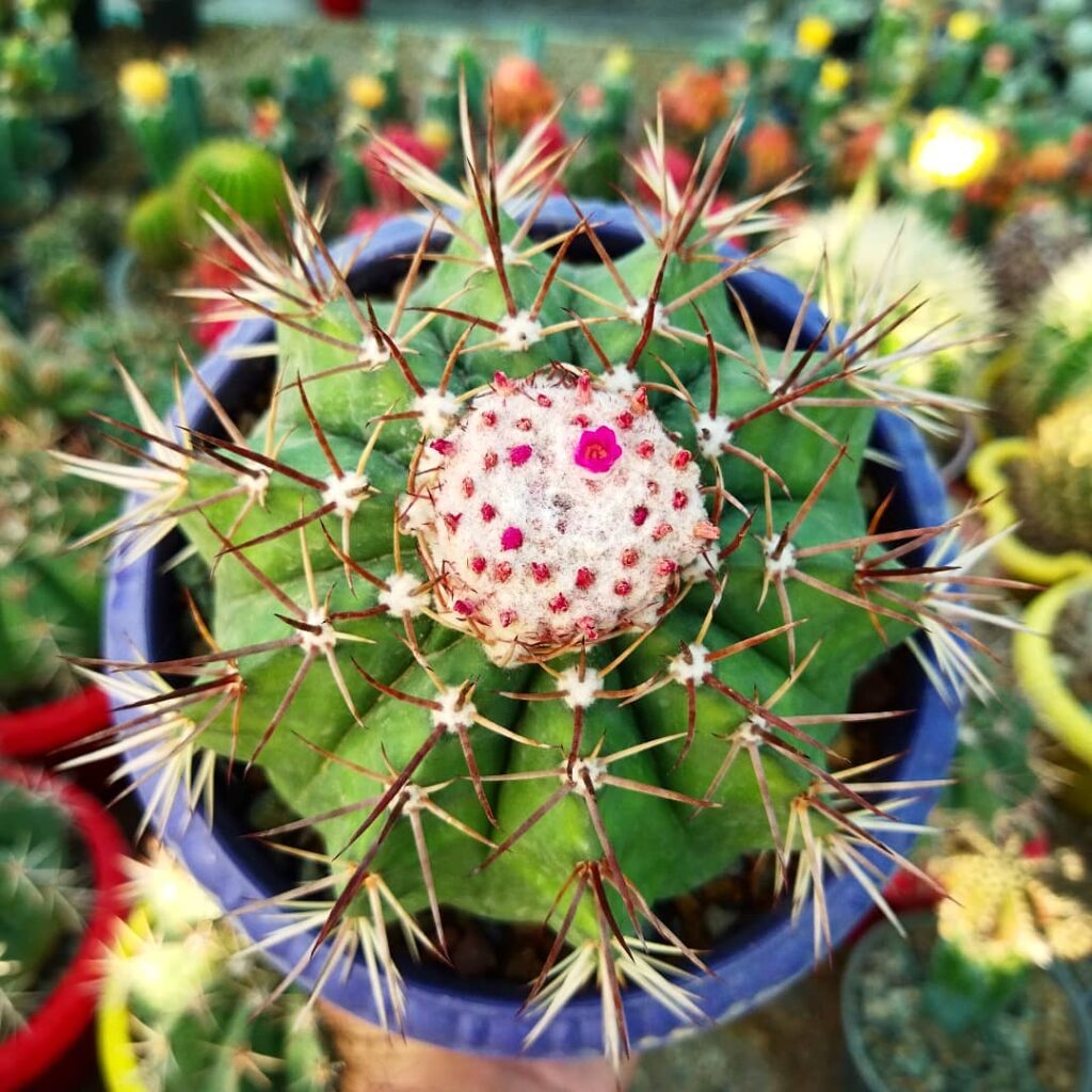 Ganhou um cacto coroa-de-frade e não sabe como cuidar? Aprenda aqui!