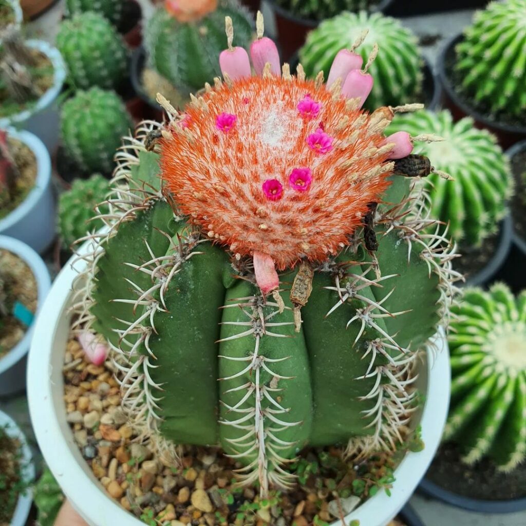 Ganhou um cacto coroa-de-frade e não sabe como cuidar? Aprenda aqui!