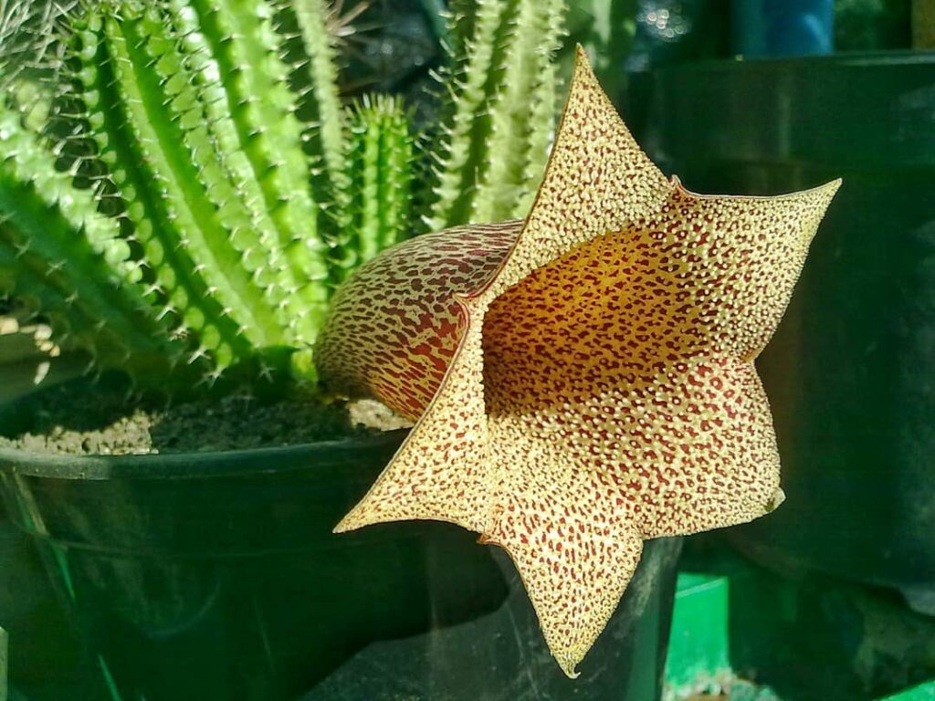 Cacto Trompete: A Beleza Exótica e Resiliente do Tavaresia barklyi