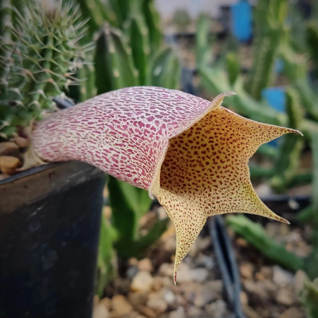 Cacto Trompete: A Beleza Exótica e Resiliente do Tavaresia barklyi