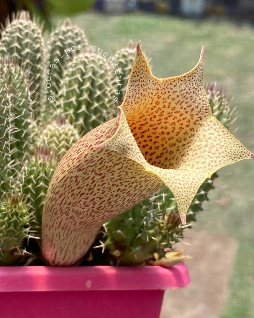 Cacto Trompete: A Beleza Exótica e Resiliente do Tavaresia barklyi
