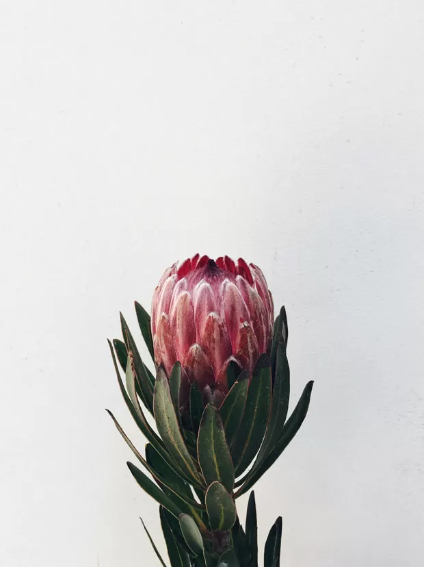 Protea: Encante-se com a flor que simboliza transformação e esperança ao redor do mundo