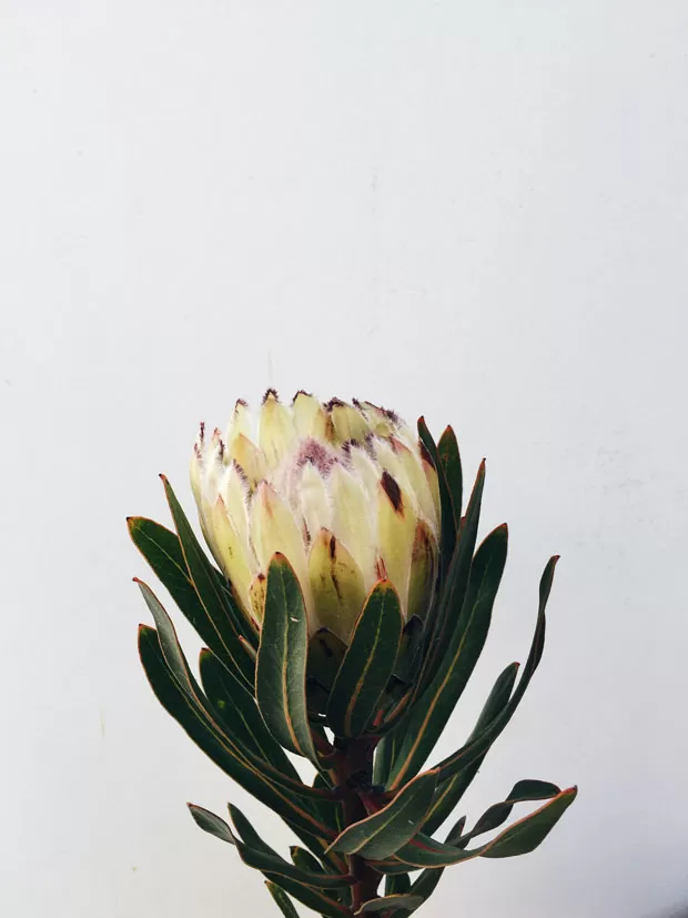 Protea: Encante-se com a flor que simboliza transformação e esperança ao redor do mundo