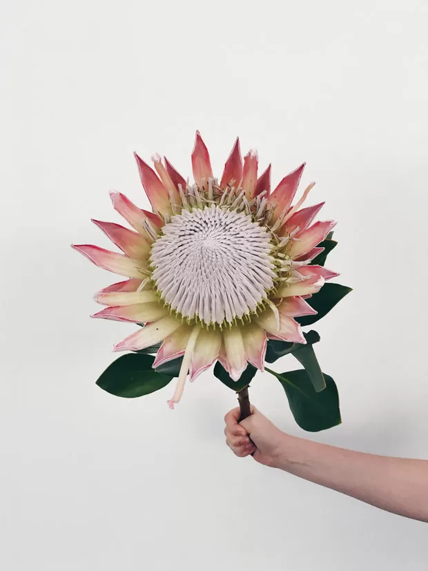 Protea: Encante-se com a flor que simboliza transformação e esperança ao redor do mundo