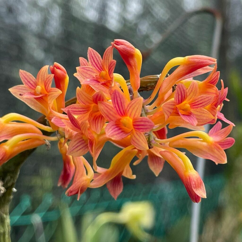 Dendrobium usitae: a orquídea com cachos repletos de flores.