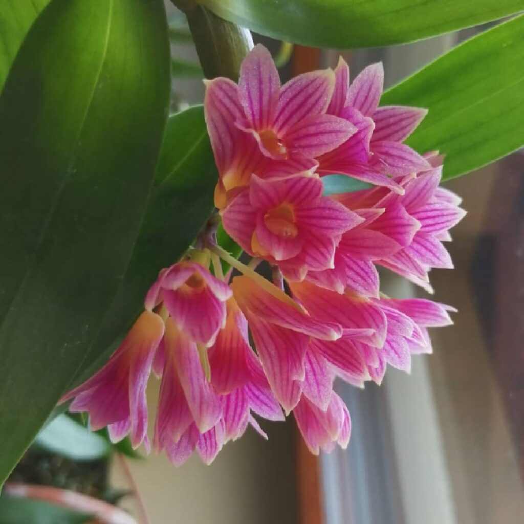 Dendrobium usitae: a orquídea com cachos repletos de flores.