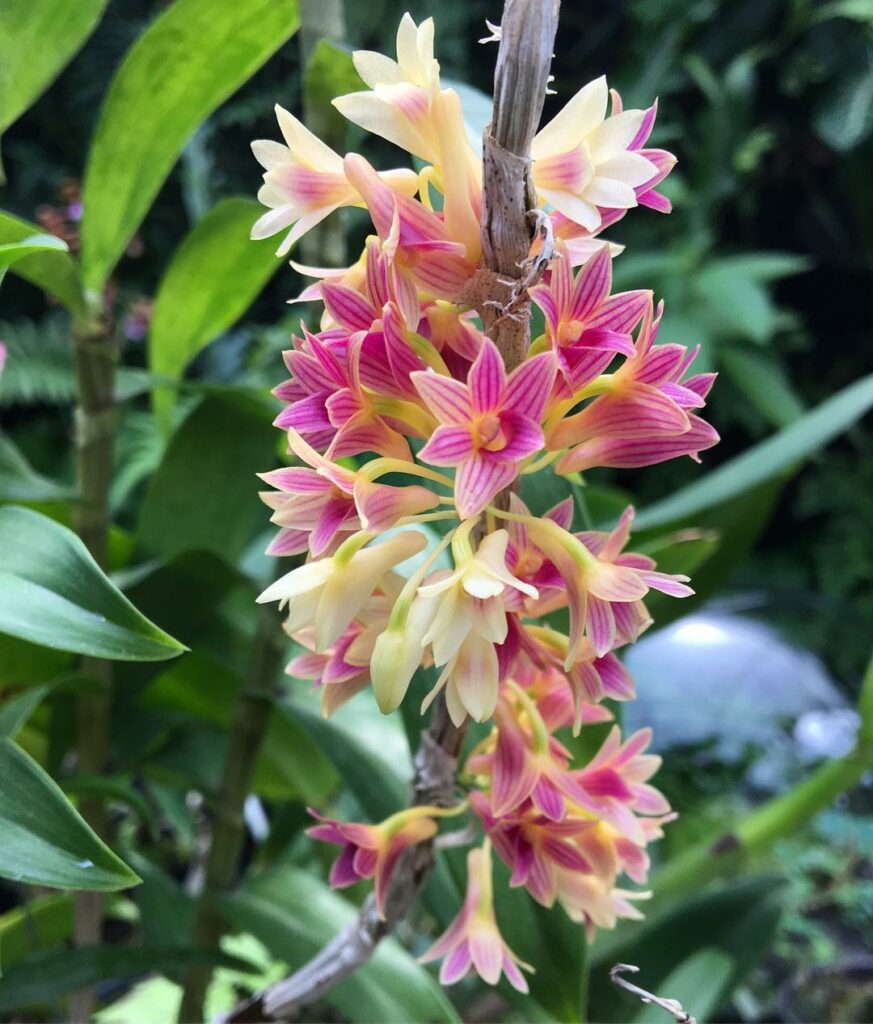 Dendrobium usitae: a orquídea com cachos repletos de flores.