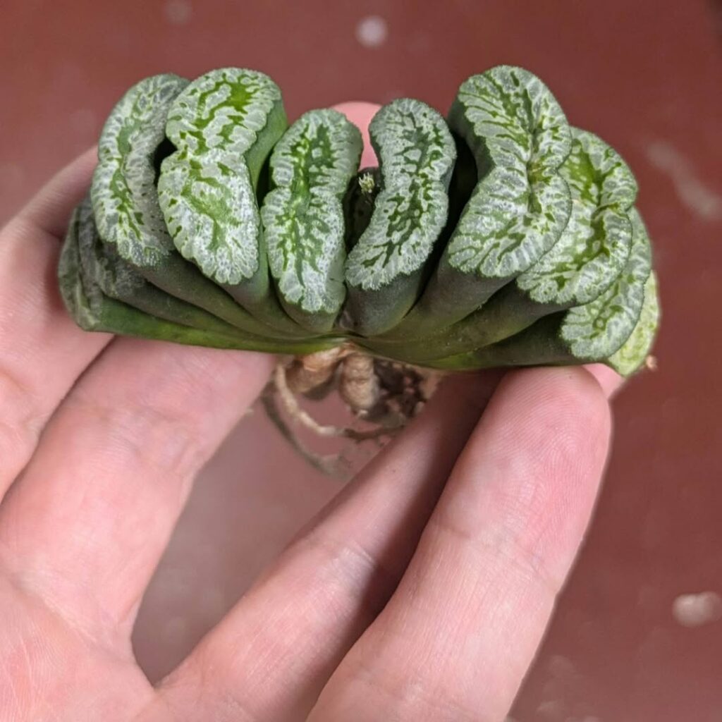 Rara, a suculenta Dente de Cavalo (Haworthia truncata) surpreende com suas folhas triangulares.