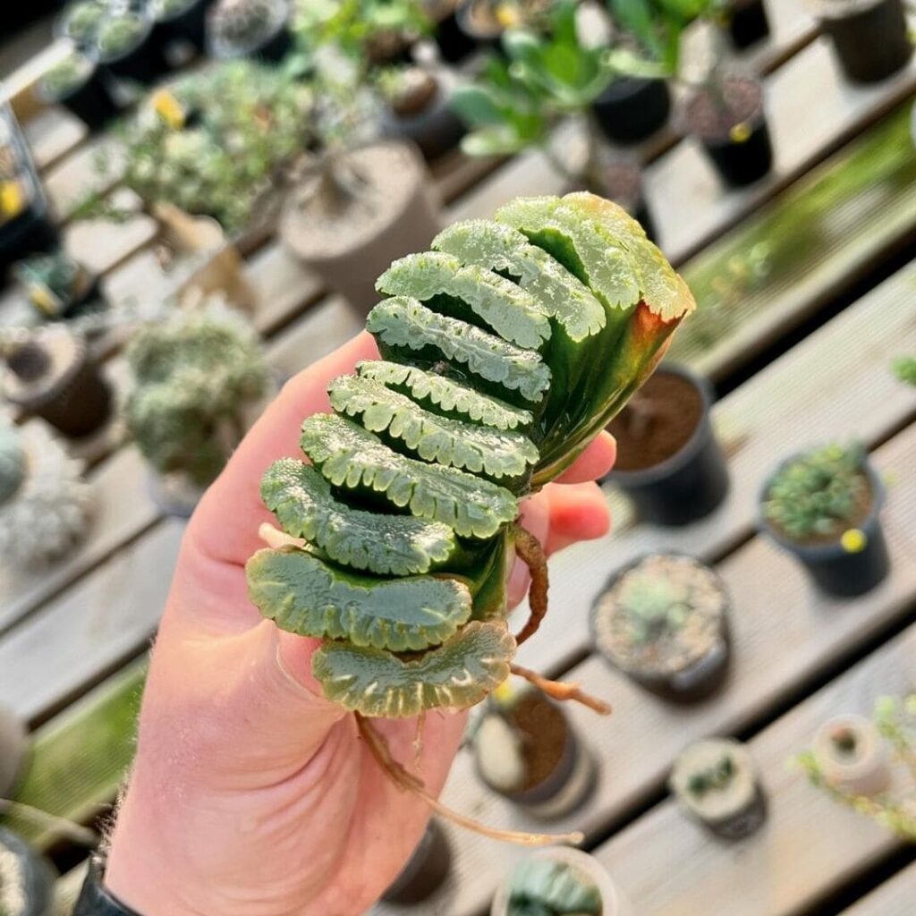 Rara, a suculenta Dente de Cavalo (Haworthia truncata) surpreende com suas folhas triangulares.