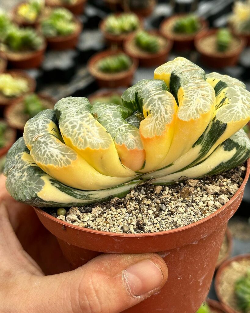 Rara, a suculenta Dente de Cavalo (Haworthia truncata) surpreende com suas folhas triangulares.