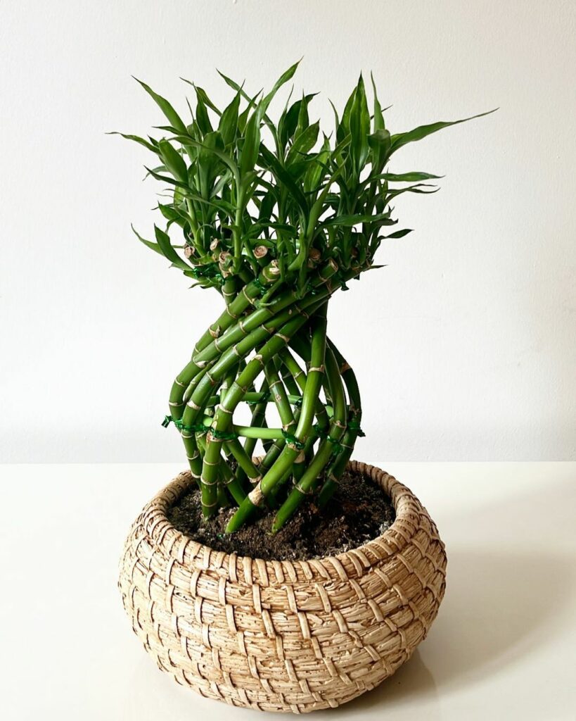 Dracaena sanderiana