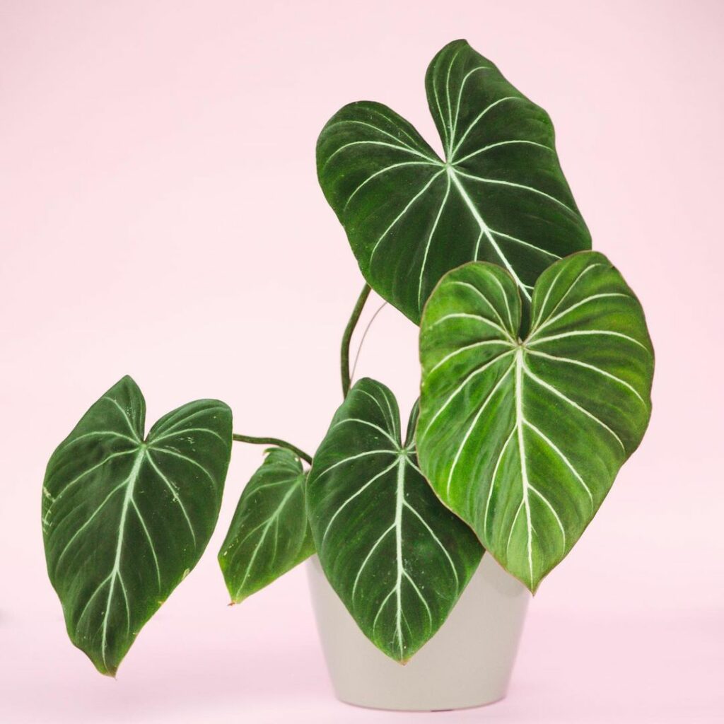 6 plantas para pedir de presente nesse natal!