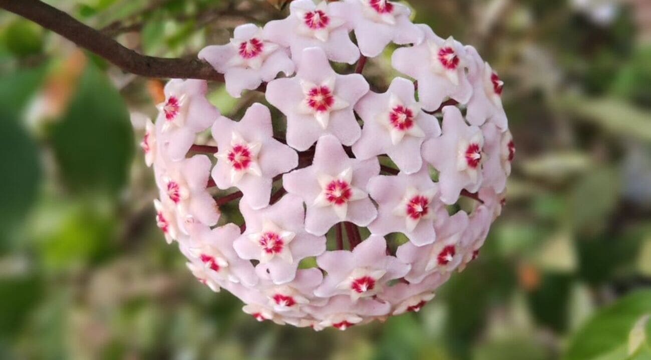 Flor-de-cera: os segredos para fazer a Hoya carnosa florescer em qualquer estação