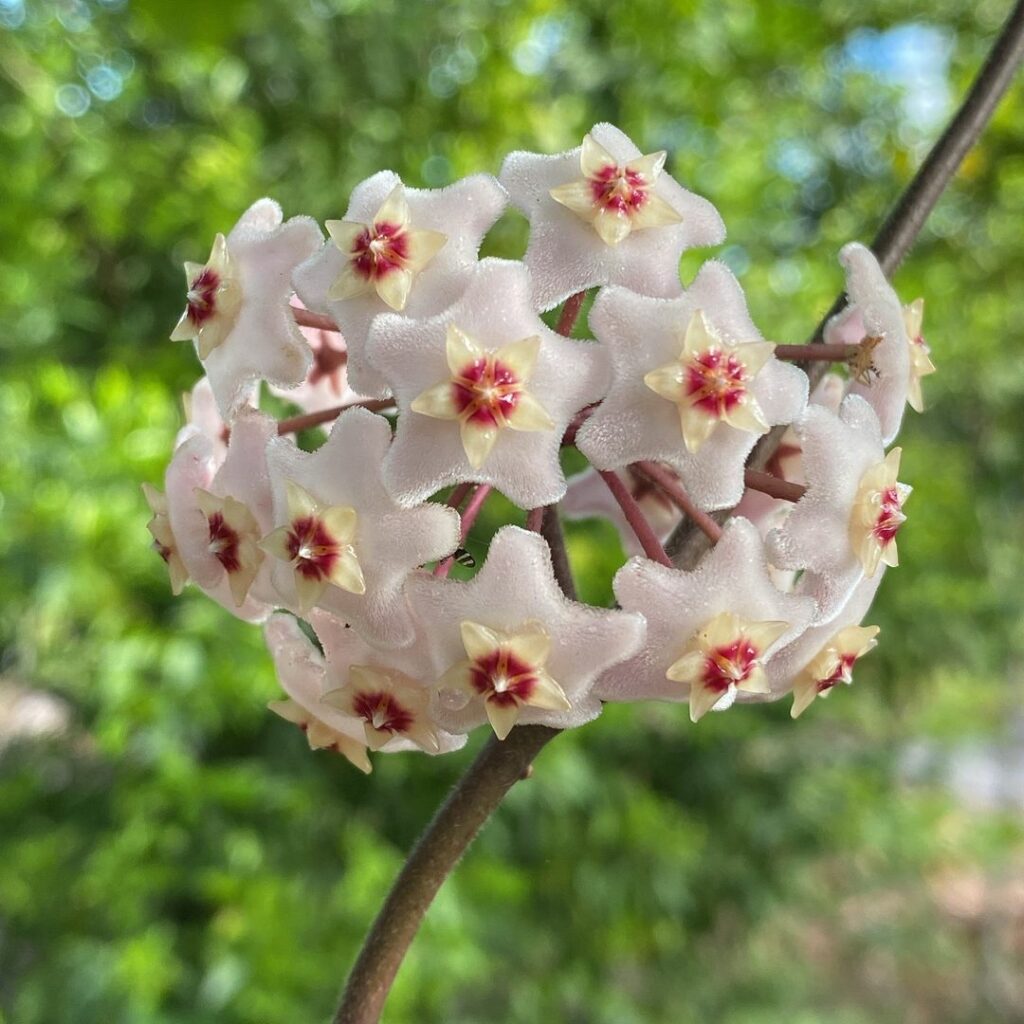 Flor-de-cera: os segredos para fazer a Hoya carnosa florescer em qualquer estação