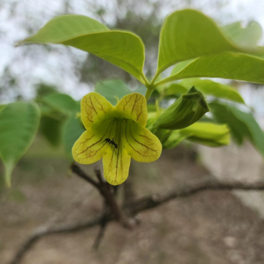 Ipê-Verde: A Elegância Rara e Misteriosa da Cybistas Antisyphilitica Mart