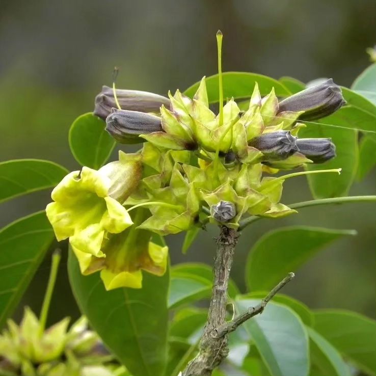 Ipê-Verde: A Elegância Rara e Misteriosa da Cybistas Antisyphilitica Mart