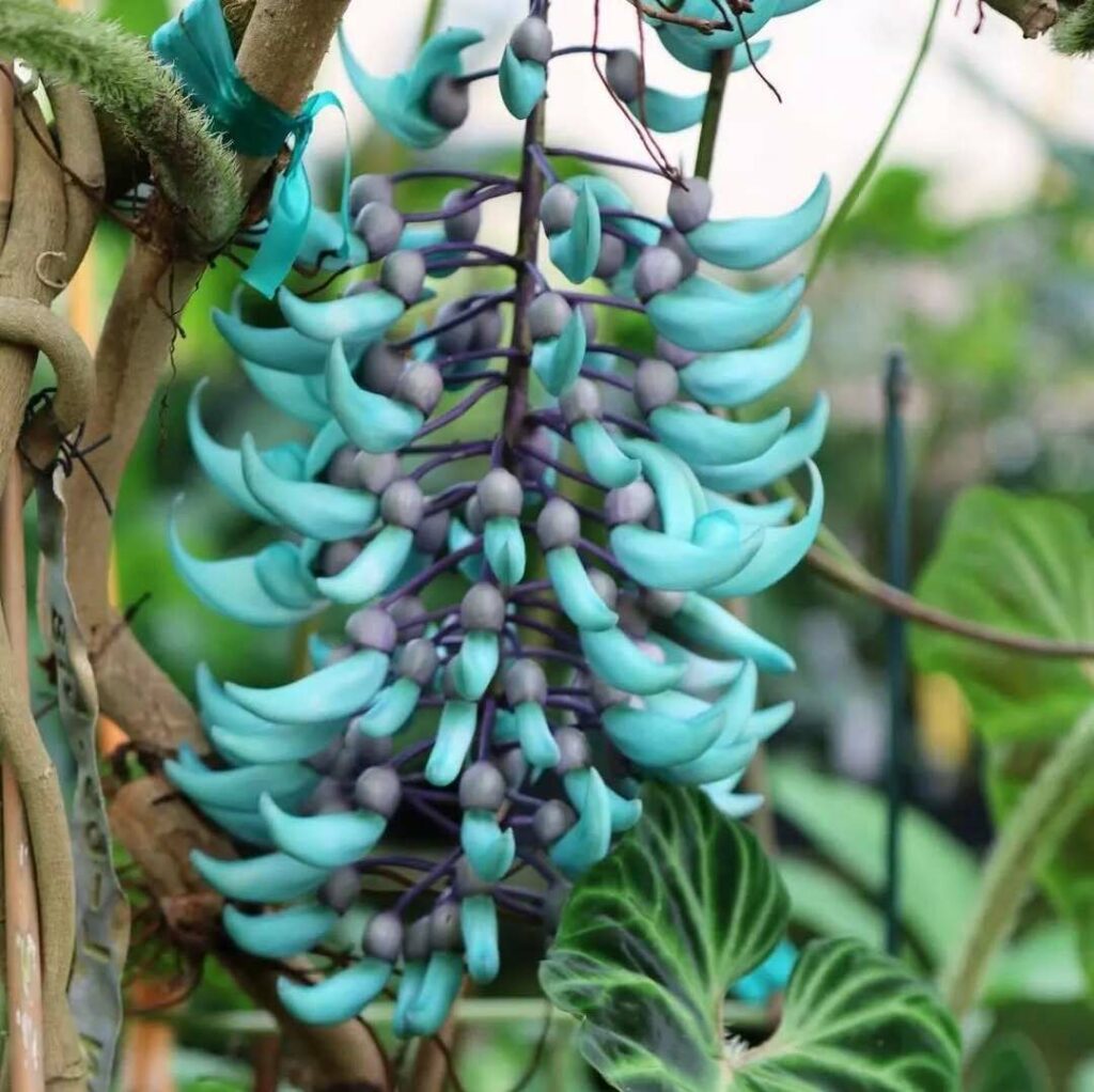 Trepadeira-Jade: Beleza, versatilidade e cuidados essenciais para florescer