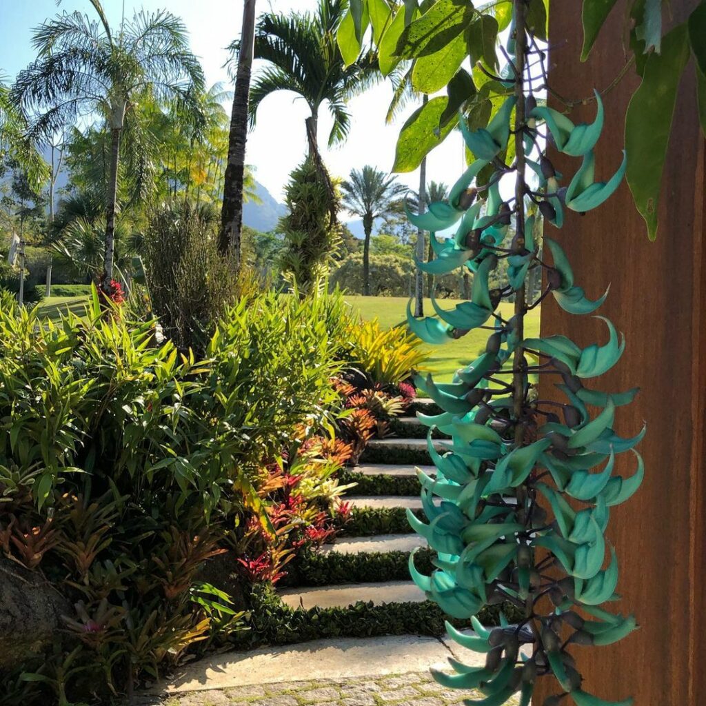 Trepadeira-Jade: Beleza, versatilidade e cuidados essenciais para florescer