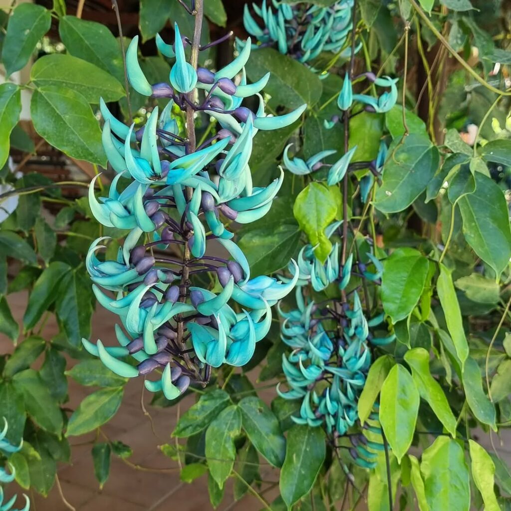 Trepadeira-Jade: Beleza, versatilidade e cuidados essenciais para florescer