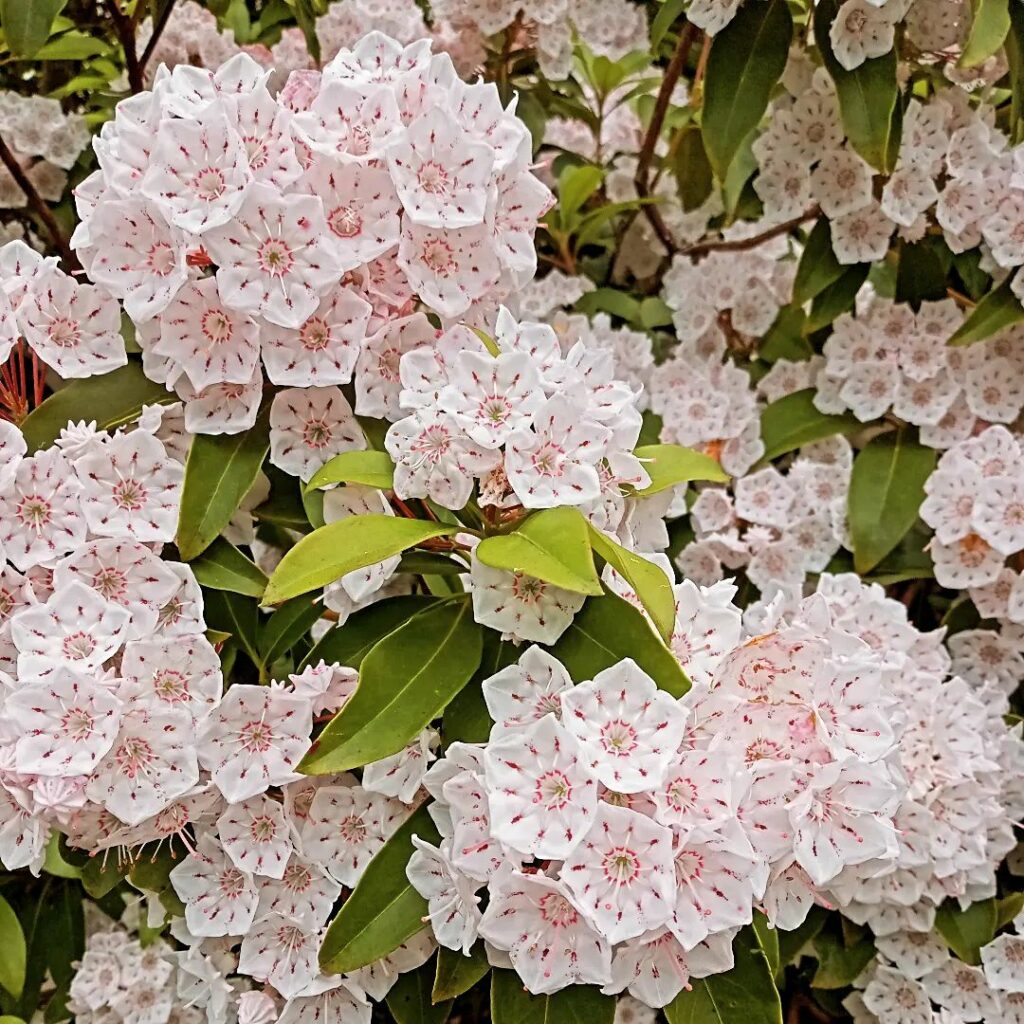 Louro-da-montanha: A escolha perfeita para paisagismo sofisticado.