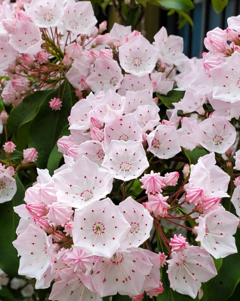 Louro-da-montanha: A escolha perfeita para paisagismo sofisticado.