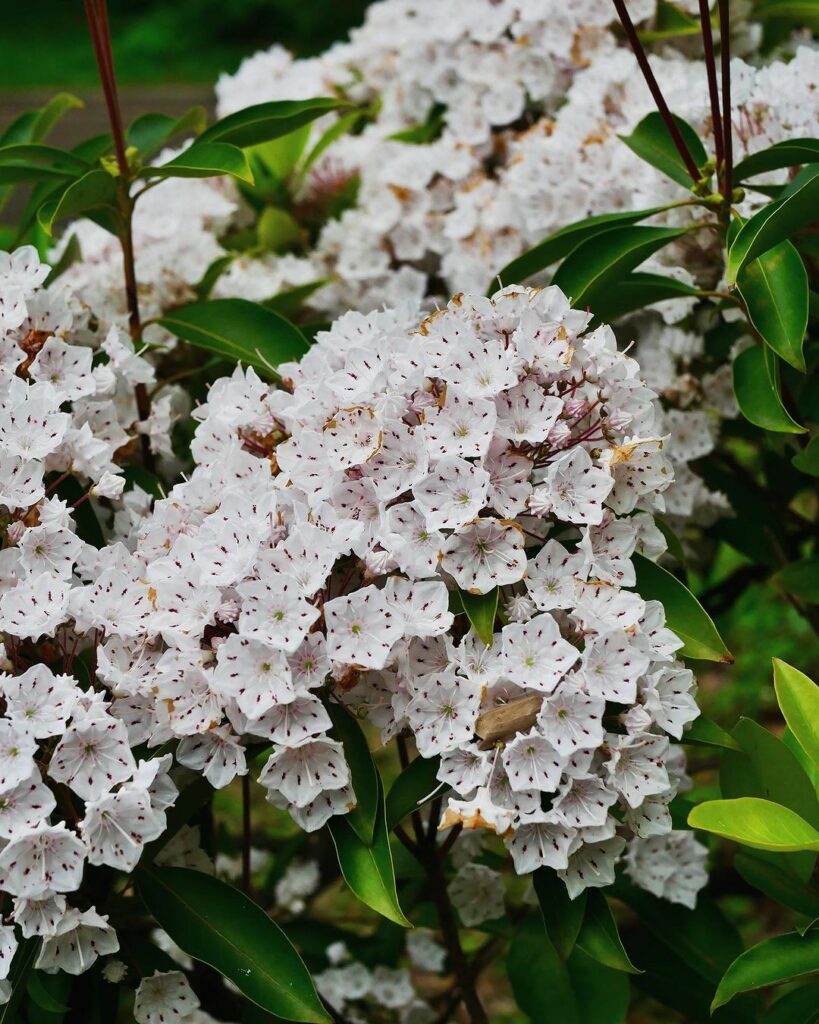 Louro-da-montanha: A escolha perfeita para paisagismo sofisticado.