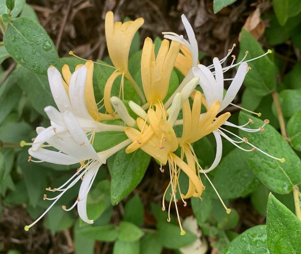 Madressilva (Lonicera japonica): Planta trepadeira que destaca jardins e canteiros floridos.