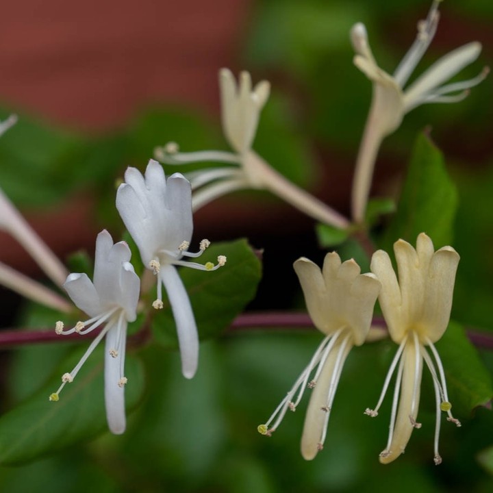 Madressilva (Lonicera japonica): Planta trepadeira que destaca jardins e canteiros floridos.