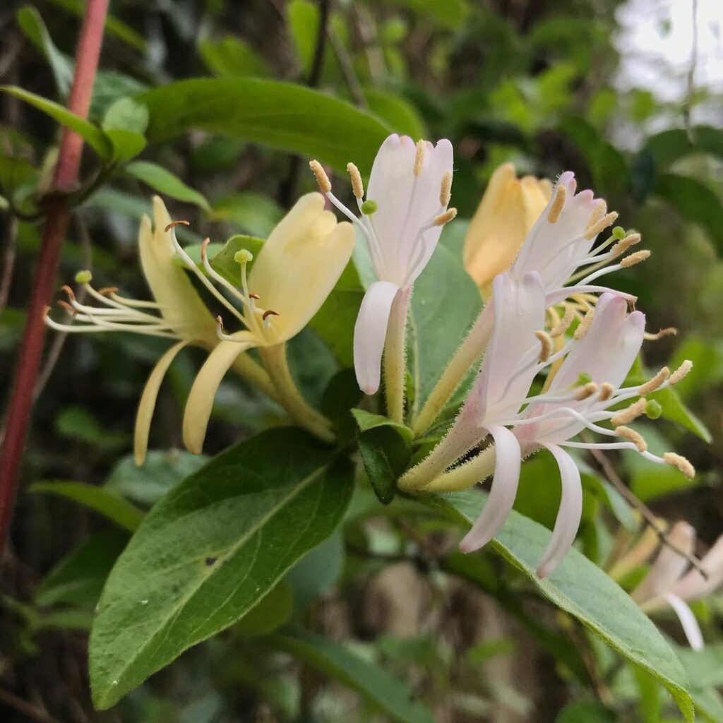 Madressilva (Lonicera japonica): Planta trepadeira que destaca jardins e canteiros floridos.
