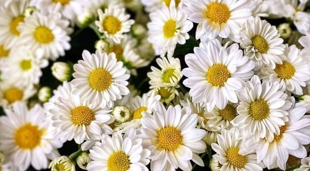 Flores que Representam a Essência Feminina: Celebre o Mês da Mulher com a Beleza da Natureza