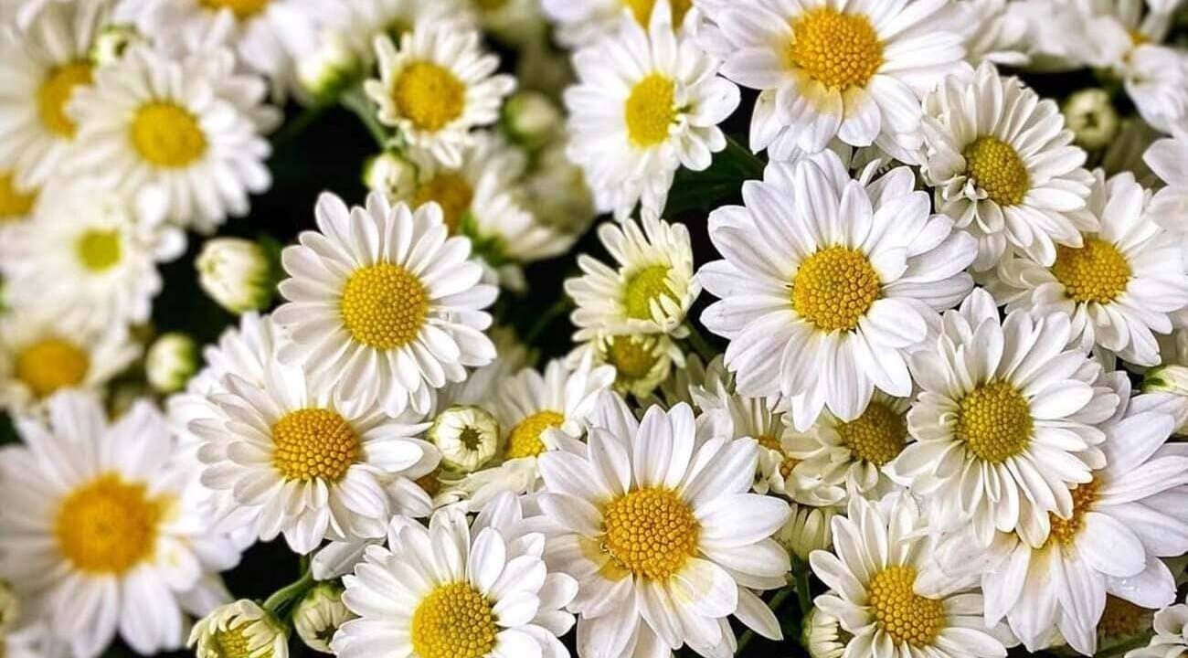 As Margaridas são comestíveis, medicinais e lindas!