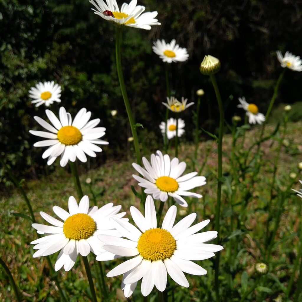 As Margaridas são comestíveis, medicinais e lindas!