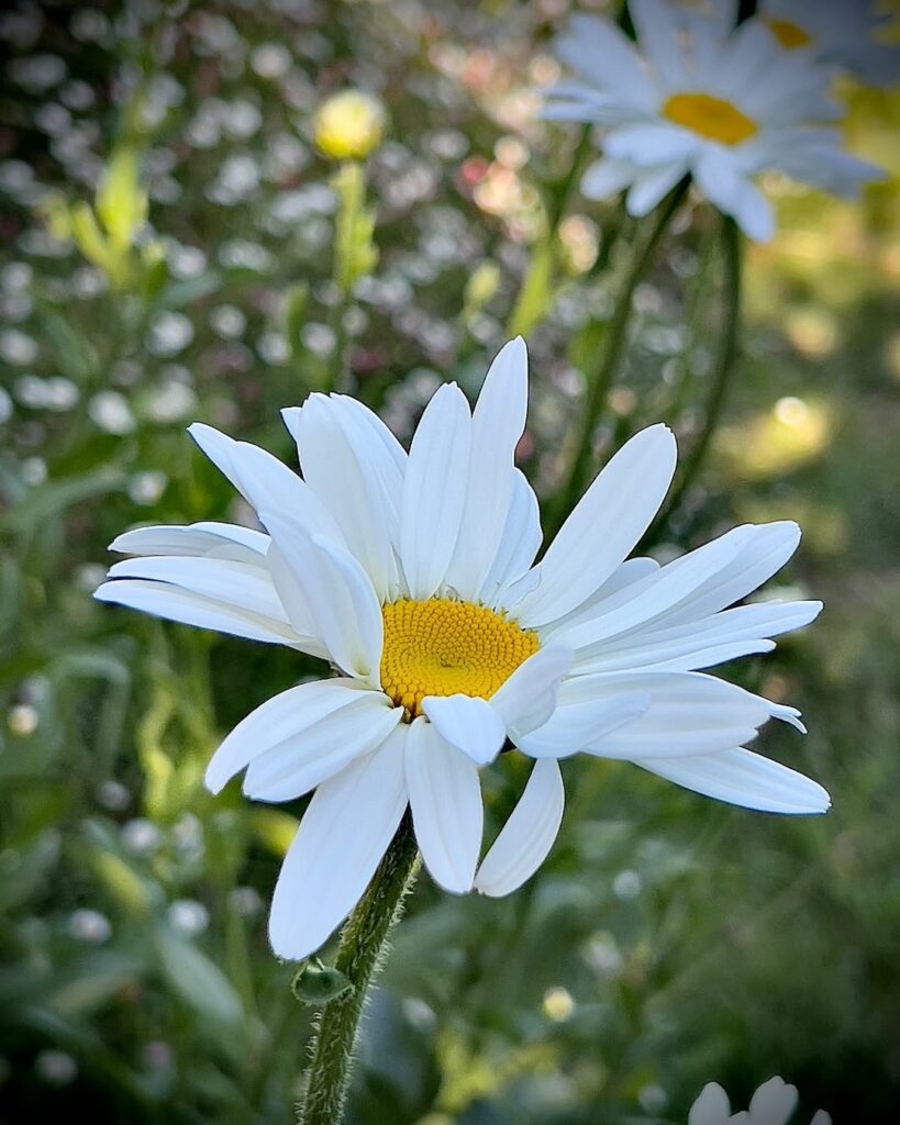 As Margaridas são comestíveis, medicinais e lindas!