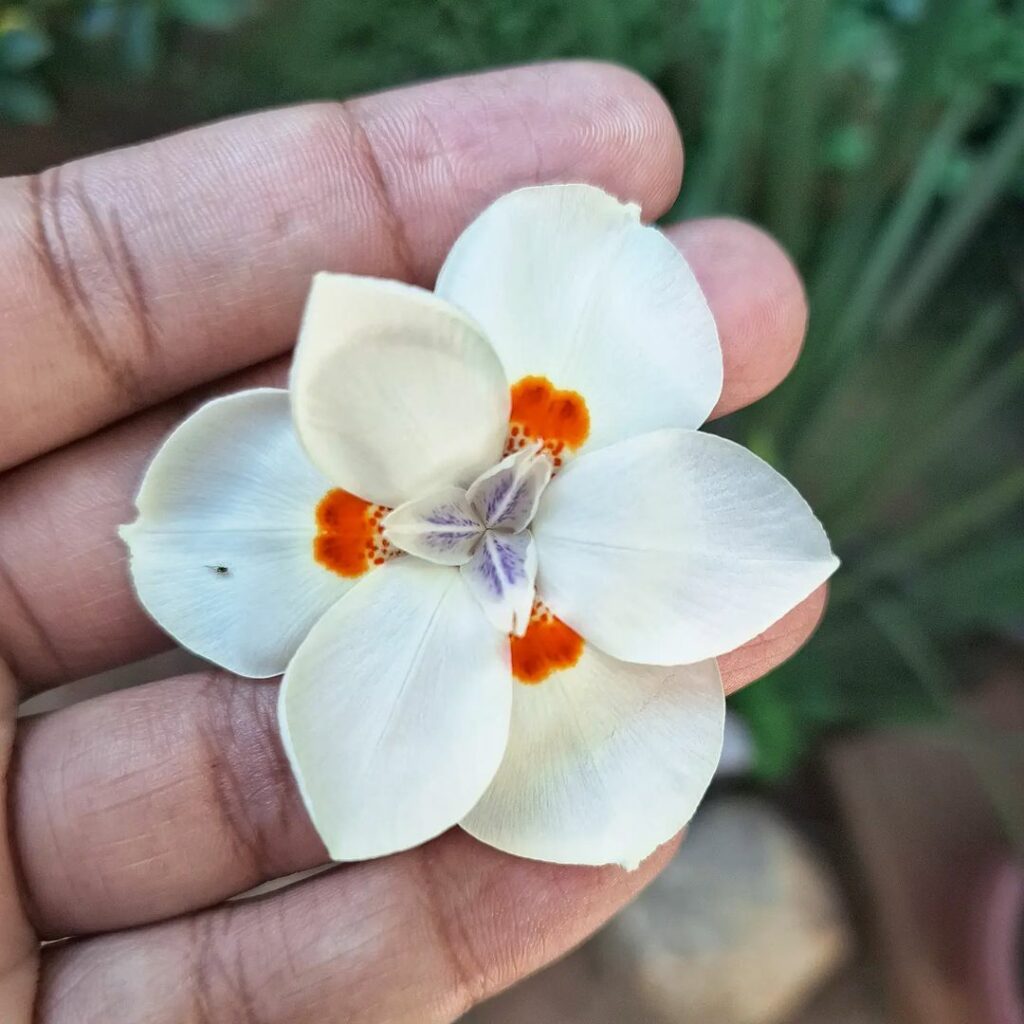 Moréia: a planta coringa que transforma qualquer jardim brasileiro