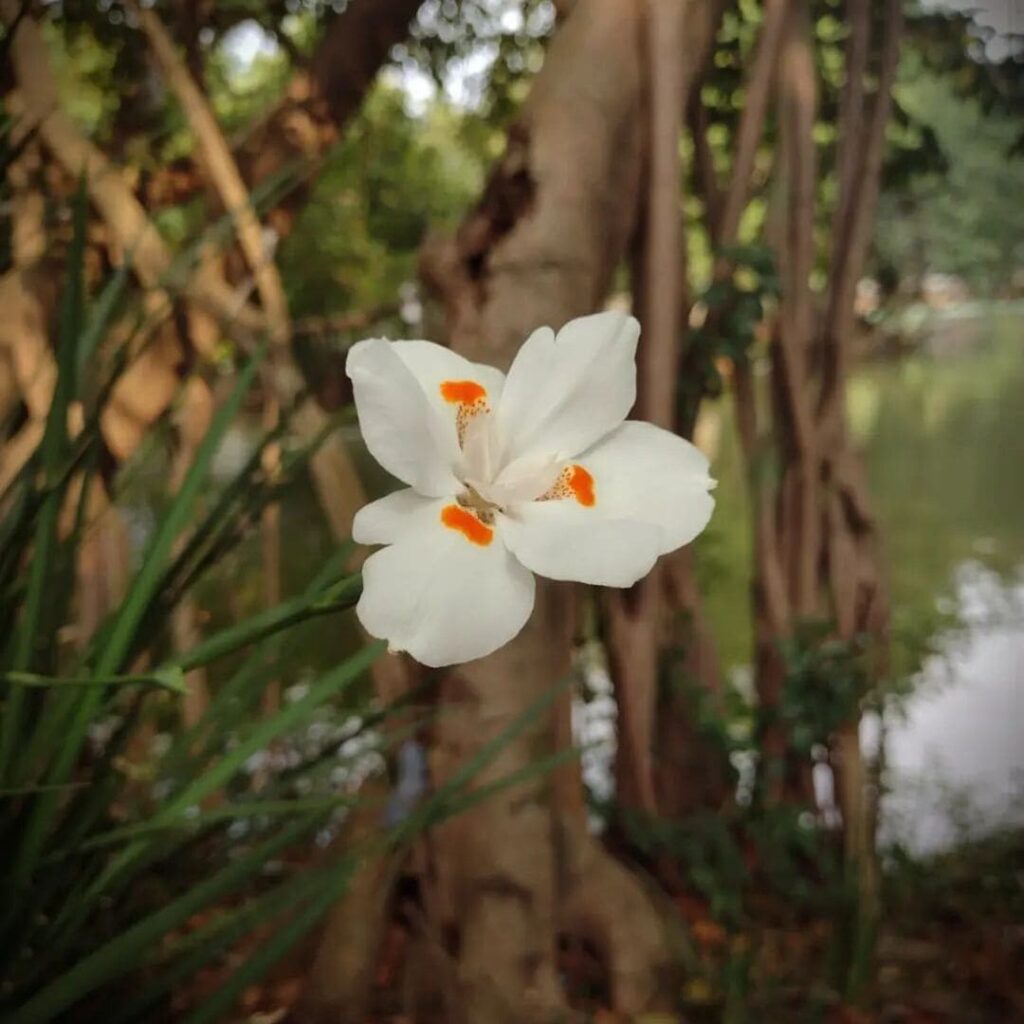 As 10 melhores plantas para canteiros!