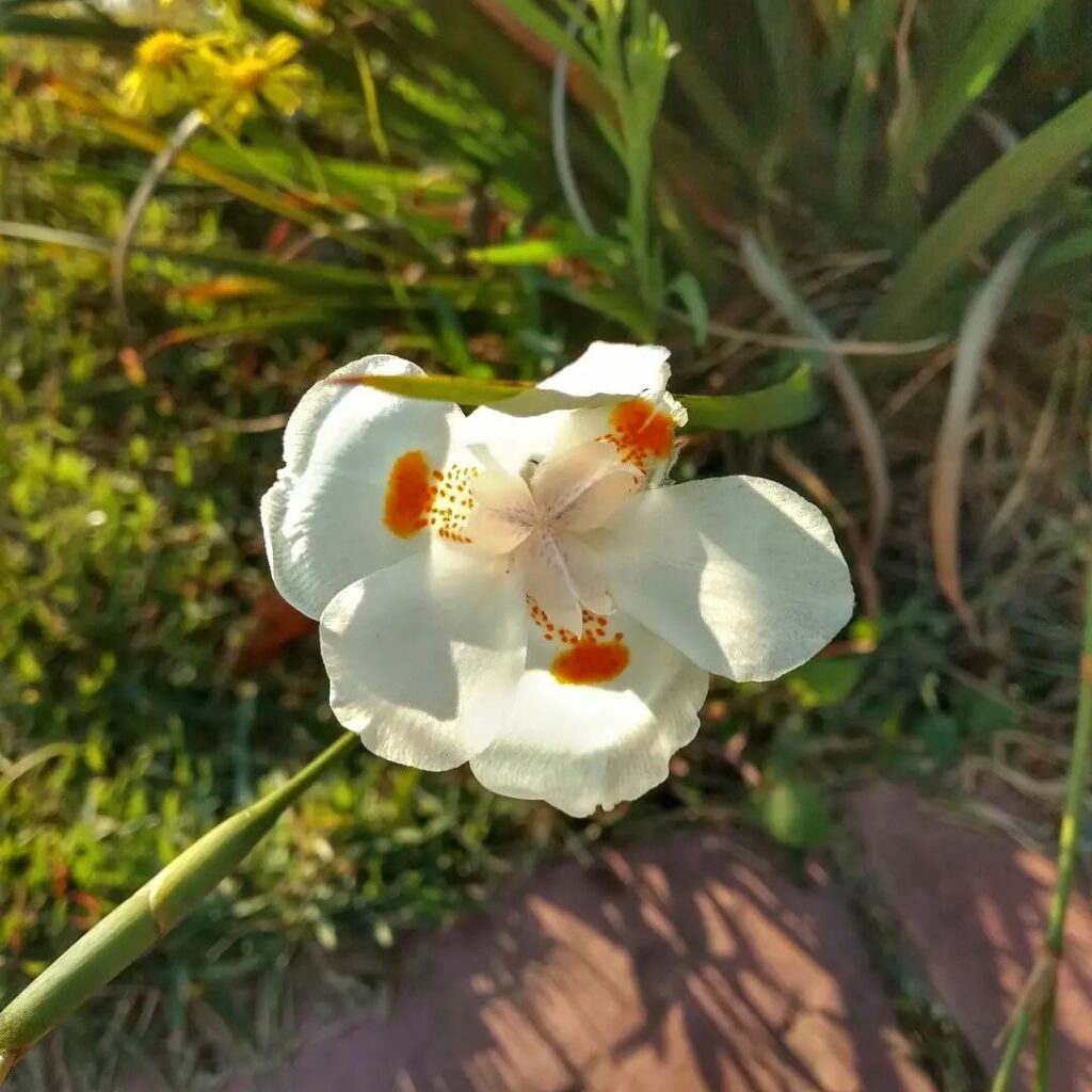 Moréia Branca: Beleza e Praticidade no Jardim