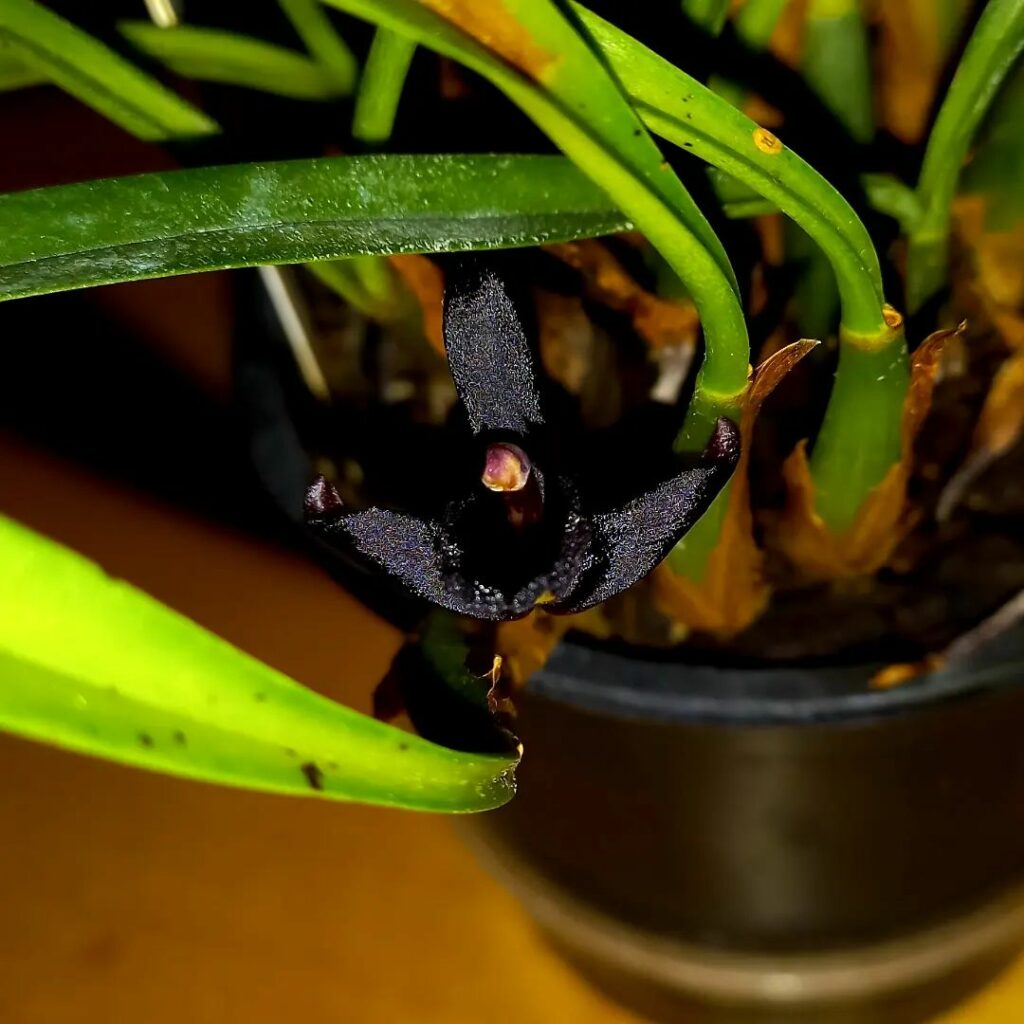 Orquídea Negra (Maxillaria schunkeana): a rara flor brasileira que encanta com sua cor exótica